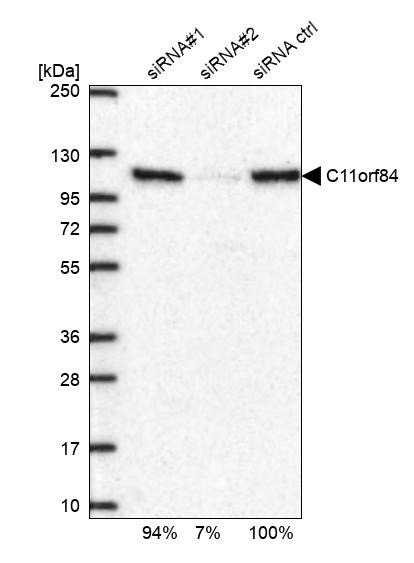 C11orf84 Antibody