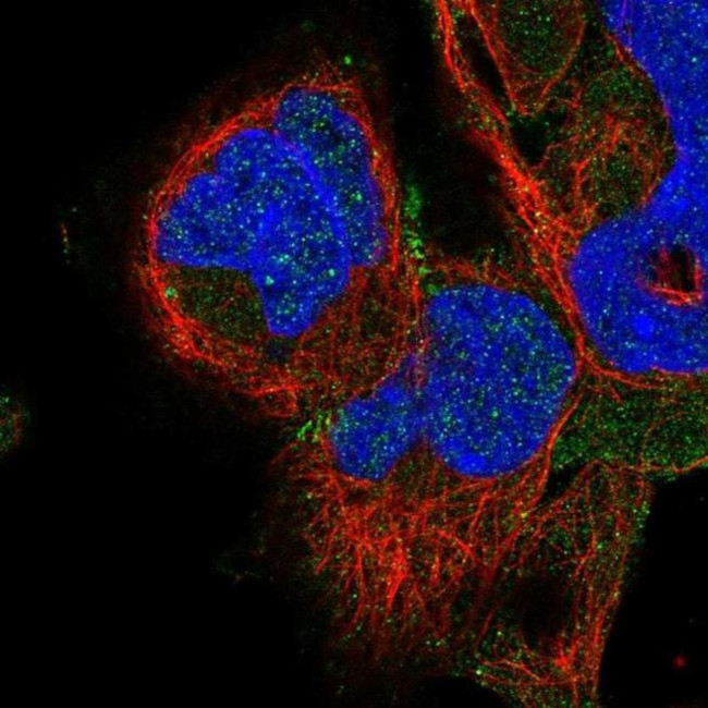 ADAM22 Antibody in Immunocytochemistry (ICC/IF)