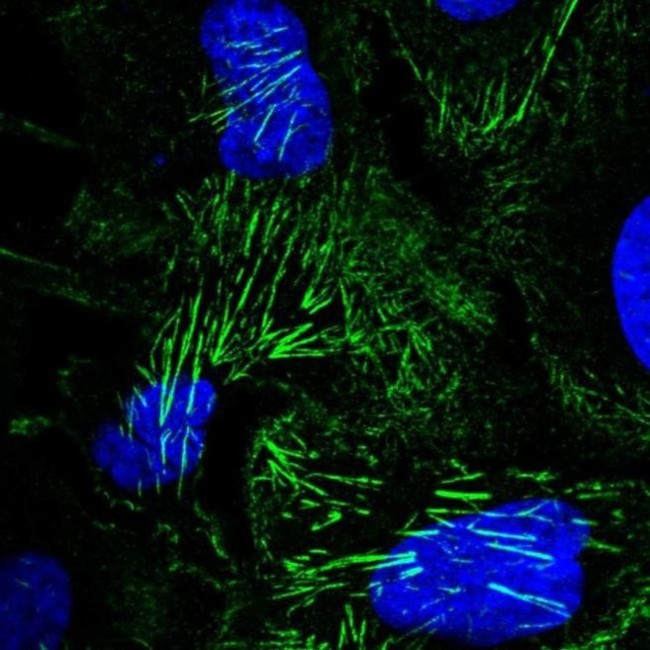 Septin-9 Antibody in Immunocytochemistry (ICC/IF)