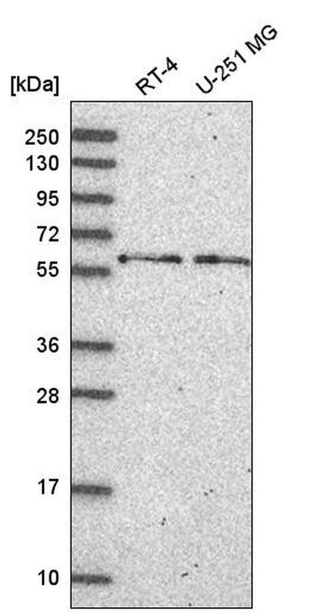 TH1L Antibody in Western Blot (WB)