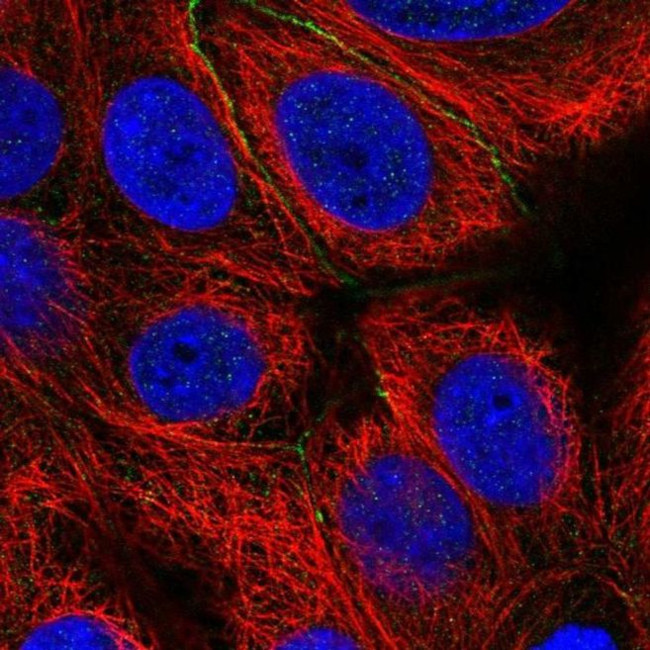 EFCAB11 Antibody in Immunocytochemistry (ICC/IF)