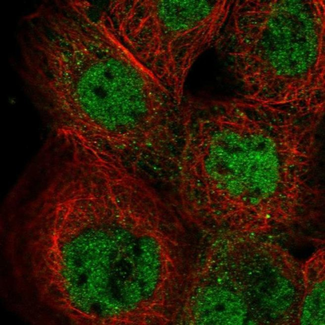 IKZF5 Antibody in Immunocytochemistry (ICC/IF)