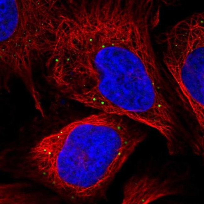 MAK10 Antibody in Immunocytochemistry (ICC/IF)