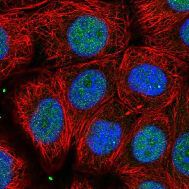 UBFD1 Antibody in Immunocytochemistry (ICC/IF)