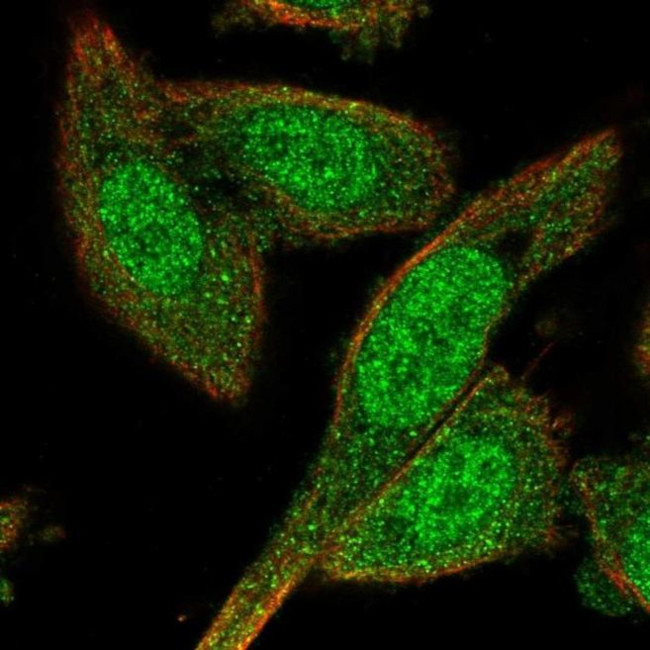 BEX4 Antibody in Immunocytochemistry (ICC/IF)