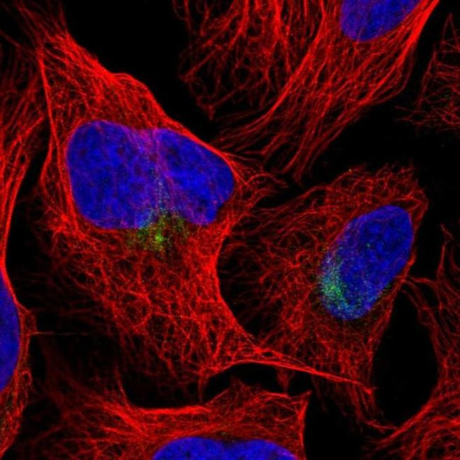 Cullin 9 Antibody in Immunocytochemistry (ICC/IF)