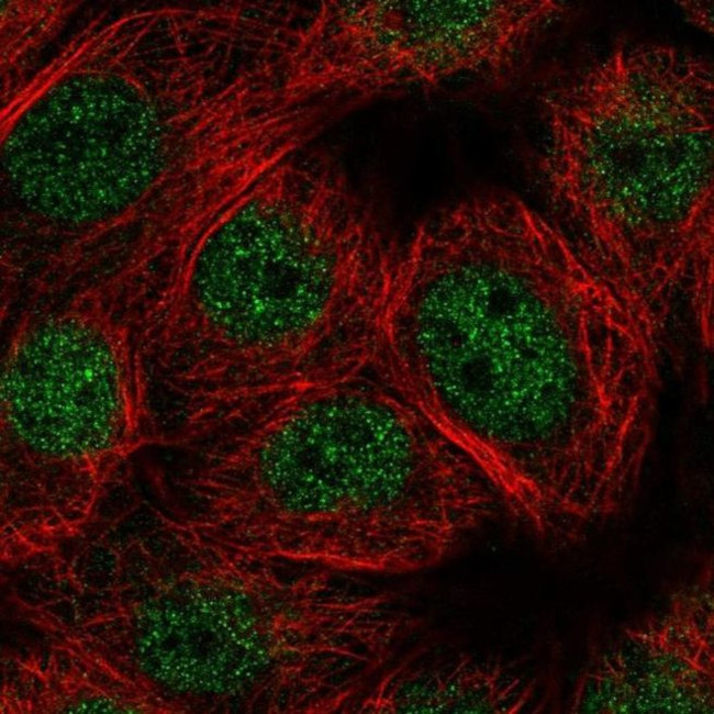 E4F1 Antibody in Immunocytochemistry (ICC/IF)