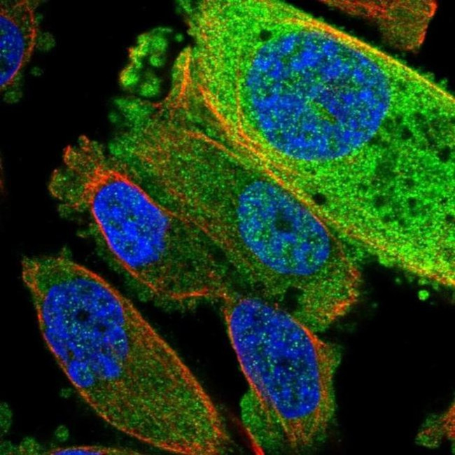 TRUB2 Antibody in Immunocytochemistry (ICC/IF)