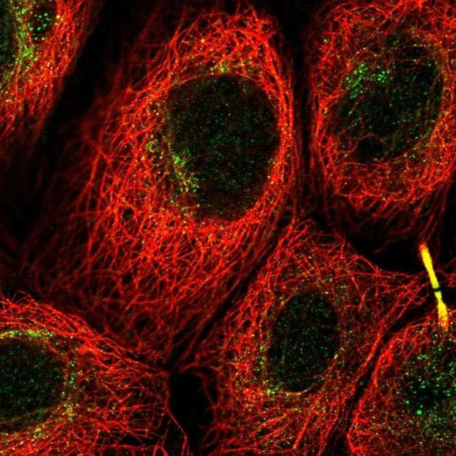 C12orf66 Antibody in Immunocytochemistry (ICC/IF)