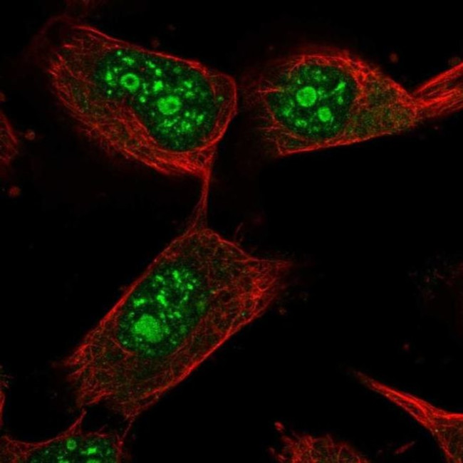 USP36 Antibody in Immunocytochemistry (ICC/IF)