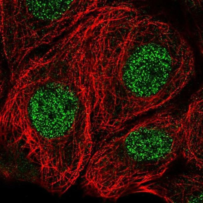 MSRA Antibody in Immunocytochemistry (ICC/IF)