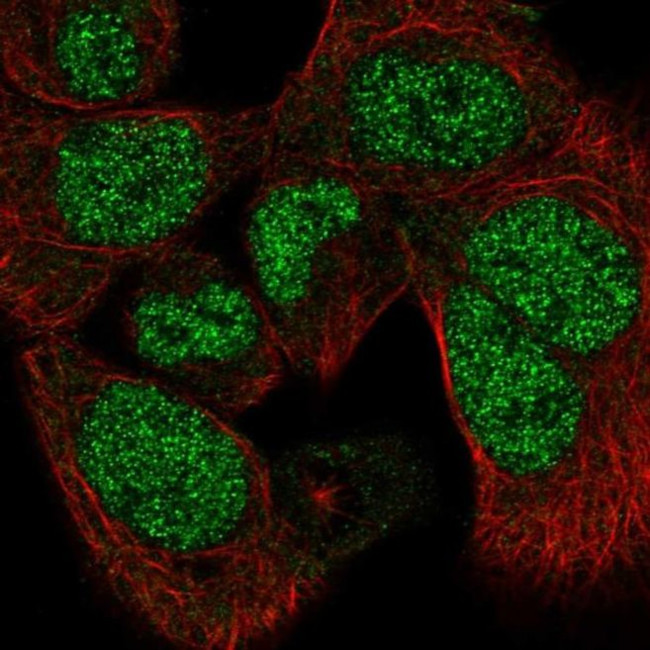 PAPLN Antibody in Immunocytochemistry (ICC/IF)