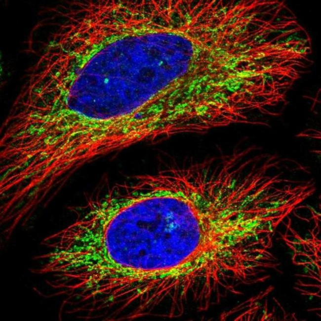 C16orf62 Antibody in Immunocytochemistry (ICC/IF)