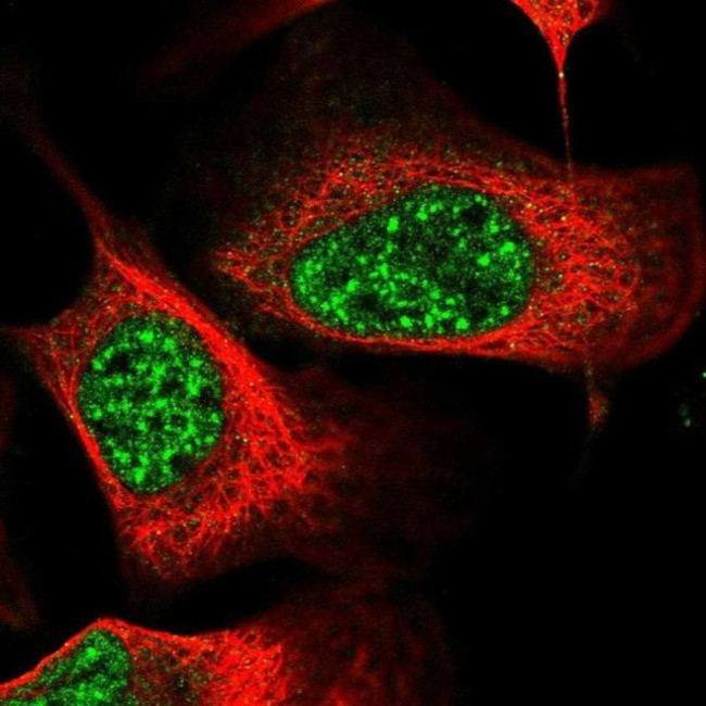 EEPD1 Antibody in Immunocytochemistry (ICC/IF)