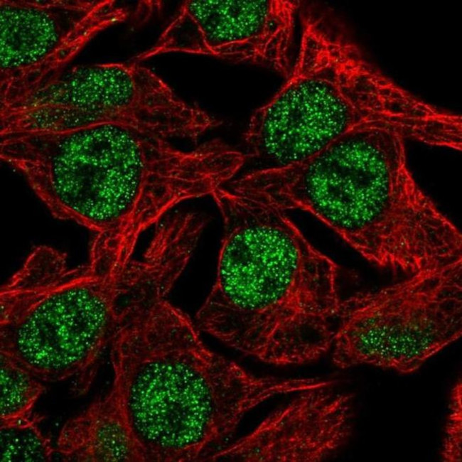 DC8 Antibody in Immunocytochemistry (ICC/IF)