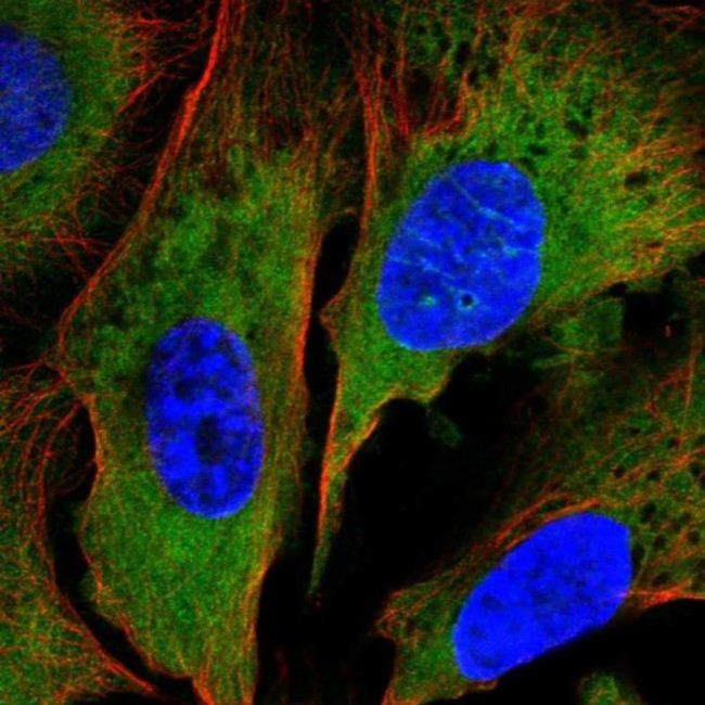 NAP1L2 Antibody in Immunocytochemistry (ICC/IF)