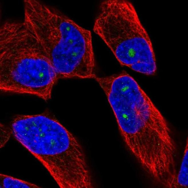 ZNF136 Antibody in Immunocytochemistry (ICC/IF)