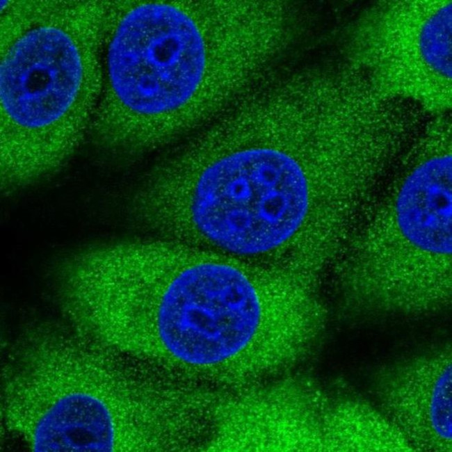 MTHFS Antibody in Immunocytochemistry (ICC/IF)