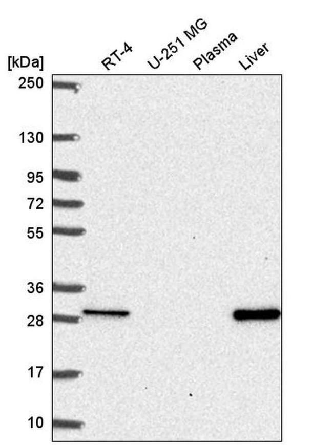 MTHFS Antibody in Western Blot (WB)