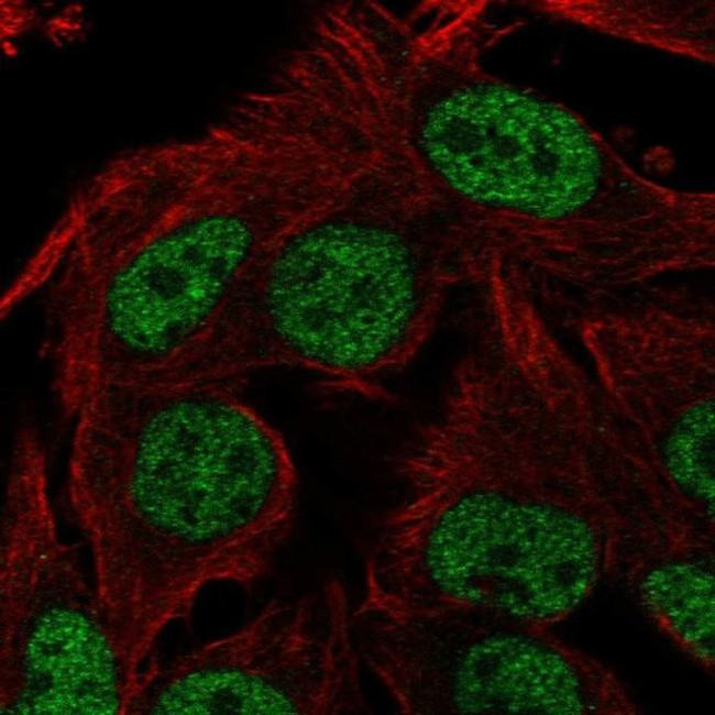 SIA7C Antibody in Immunocytochemistry (ICC/IF)