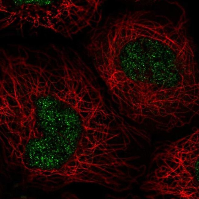 NABP1 Antibody in Immunocytochemistry (ICC/IF)