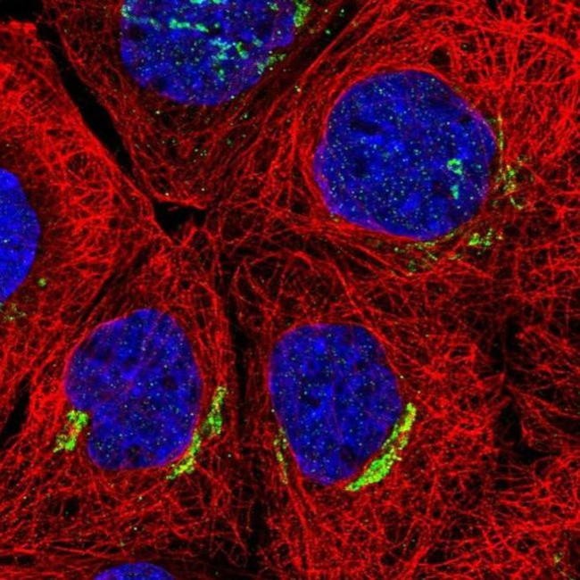 SLC30A6 Antibody in Immunocytochemistry (ICC/IF)