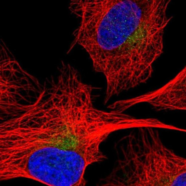 SEC22C Antibody in Immunocytochemistry (ICC/IF)