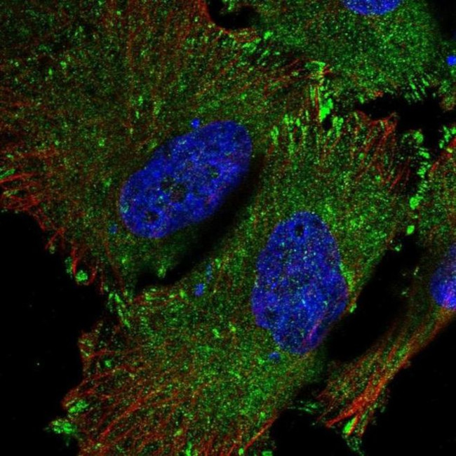 SRP68 Antibody in Immunocytochemistry (ICC/IF)