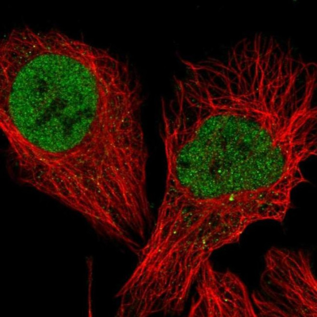 TCEA3 Antibody in Immunocytochemistry (ICC/IF)