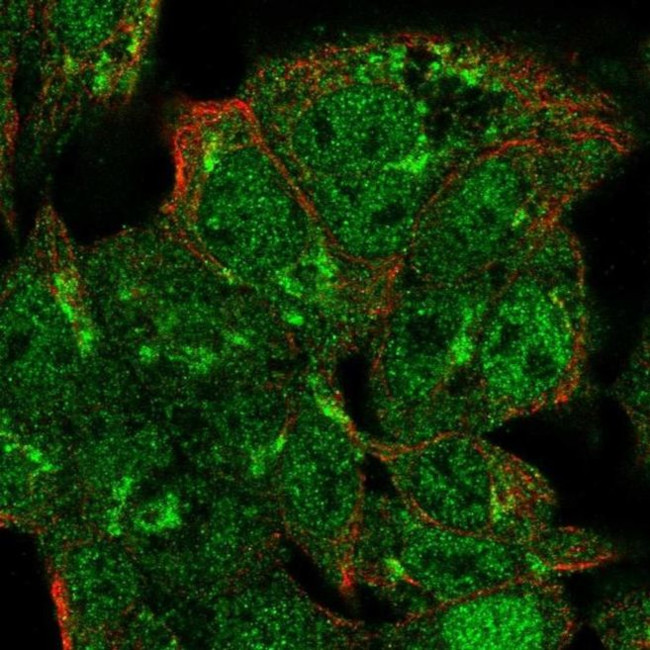 VPS54 Antibody in Immunocytochemistry (ICC/IF)