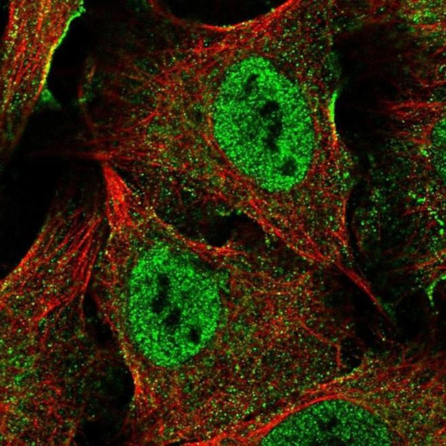 XAGE5 Antibody in Immunocytochemistry (ICC/IF)