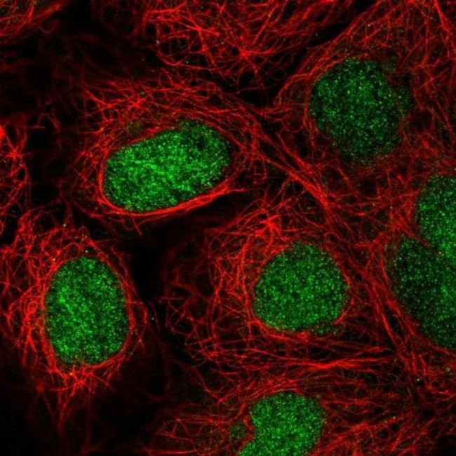 ZNF629 Antibody in Immunocytochemistry (ICC/IF)