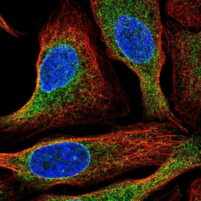 HM13 Antibody in Immunocytochemistry (ICC/IF)