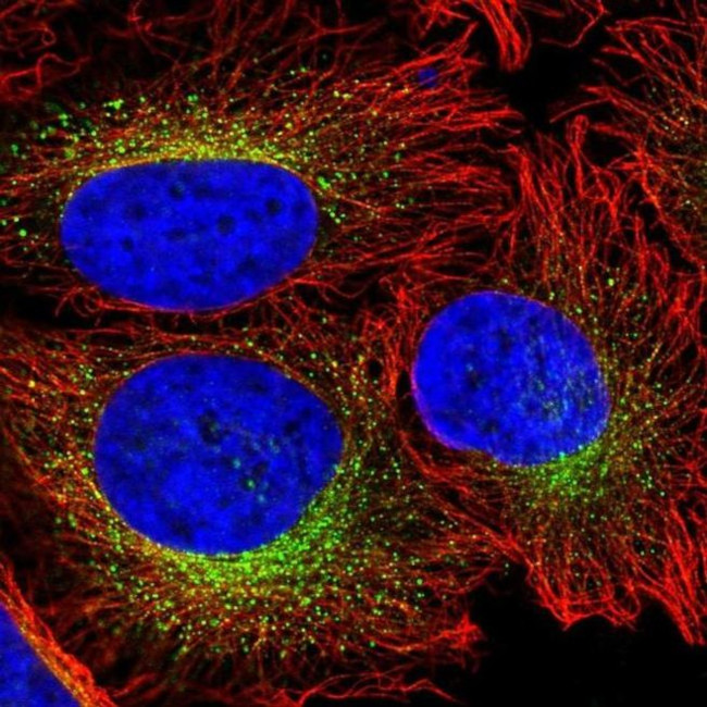 CREG1 Antibody in Immunocytochemistry (ICC/IF)