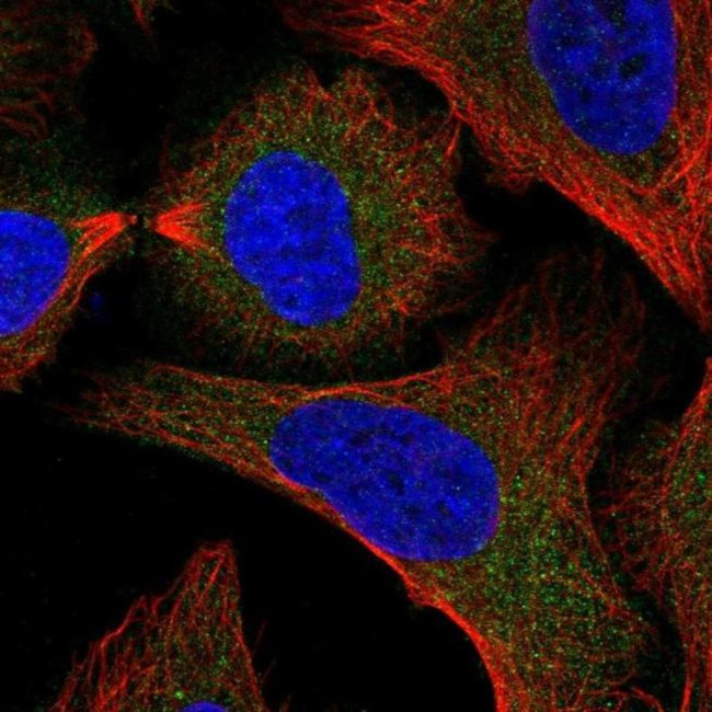 SNAP29 Antibody in Immunocytochemistry (ICC/IF)