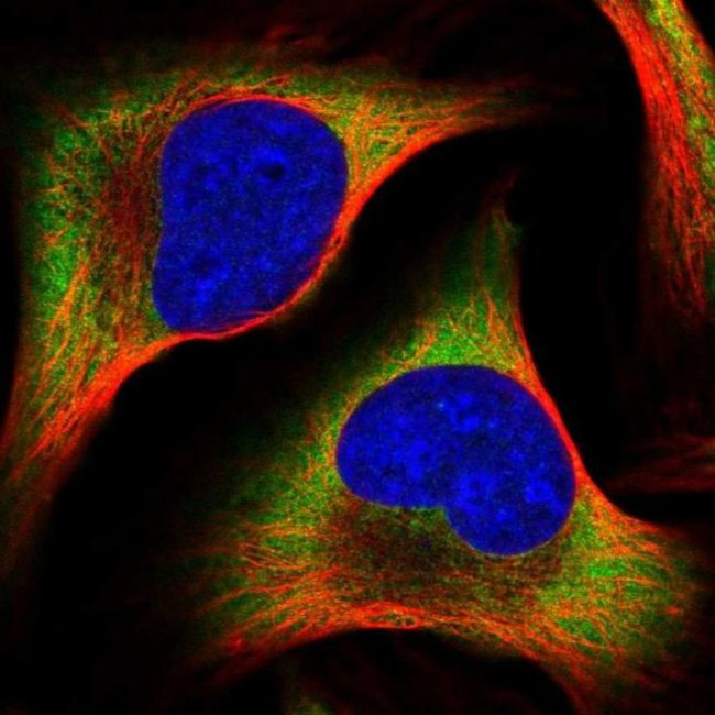 PABPC4 Antibody in Immunocytochemistry (ICC/IF)