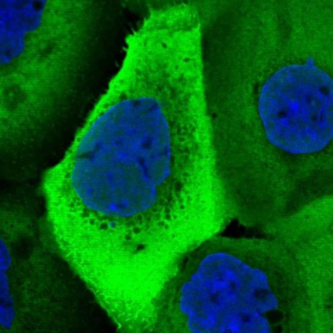 UBA52 Antibody in Immunocytochemistry (ICC/IF)