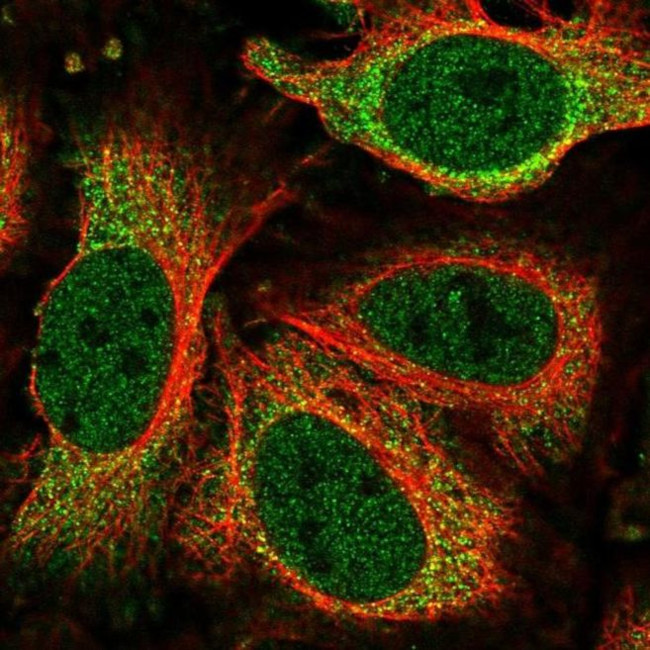 NEK6 Antibody in Immunocytochemistry (ICC/IF)