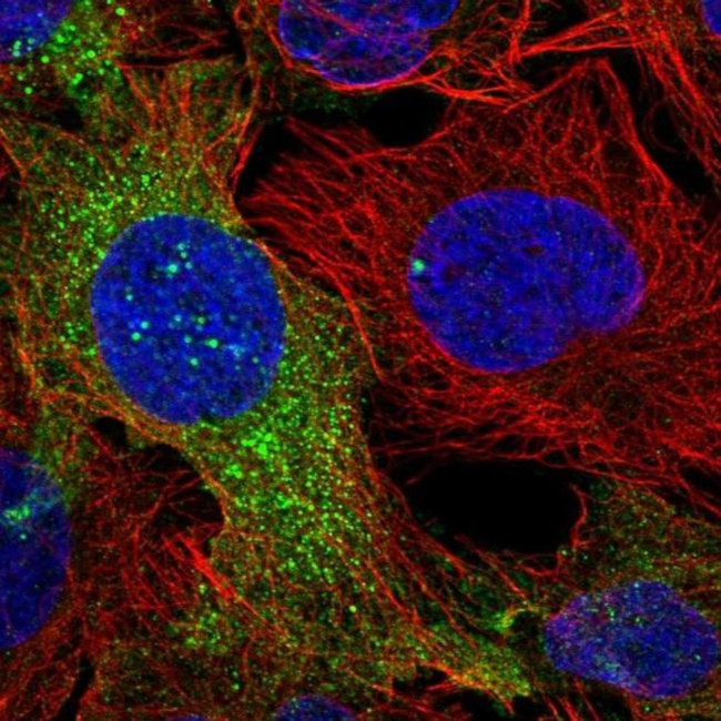 DOCK5 Antibody in Immunocytochemistry (ICC/IF)