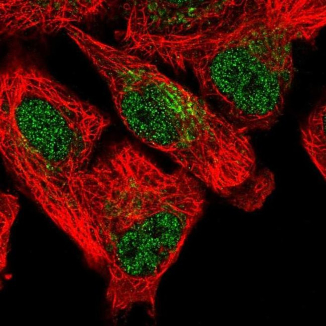 SFXN5 Antibody in Immunocytochemistry (ICC/IF)