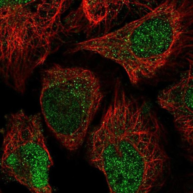 OBFC2B Antibody in Immunocytochemistry (ICC/IF)