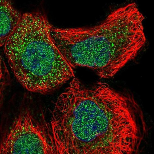 GLRX2 Antibody in Immunocytochemistry (ICC/IF)