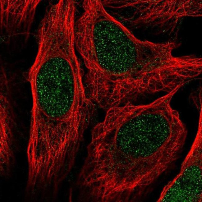 RANGRF Antibody in Immunocytochemistry (ICC/IF)