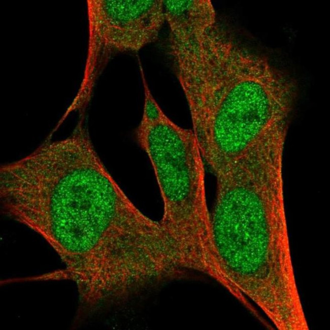 ZFP3 Antibody in Immunocytochemistry (ICC/IF)