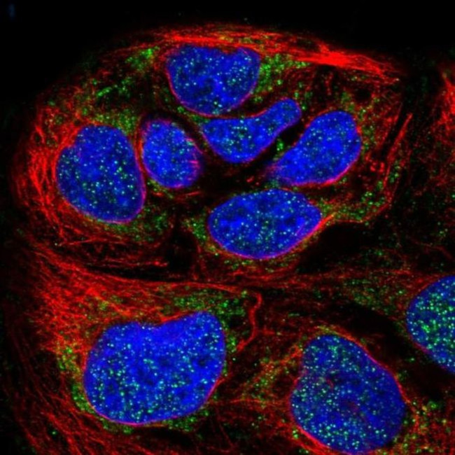 HPDL Antibody in Immunocytochemistry (ICC/IF)