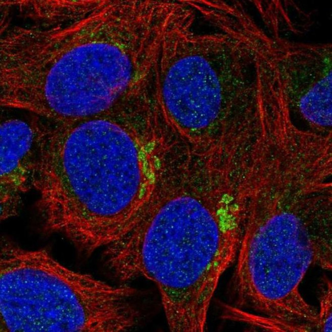 ZFAND4 Antibody in Immunocytochemistry (ICC/IF)