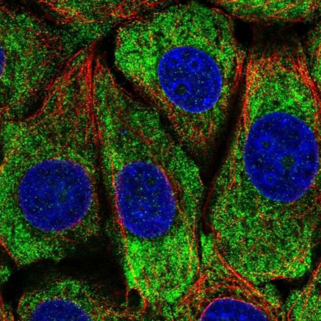 PCBP4 Antibody in Immunocytochemistry (ICC/IF)