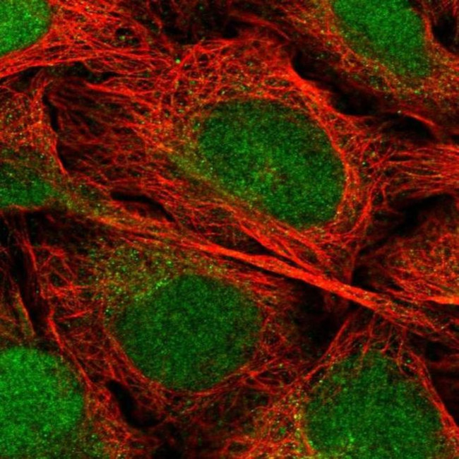 EEF1E1 Antibody in Immunocytochemistry (ICC/IF)