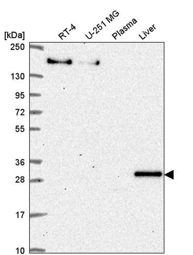 SAB Antibody in Western Blot (WB)