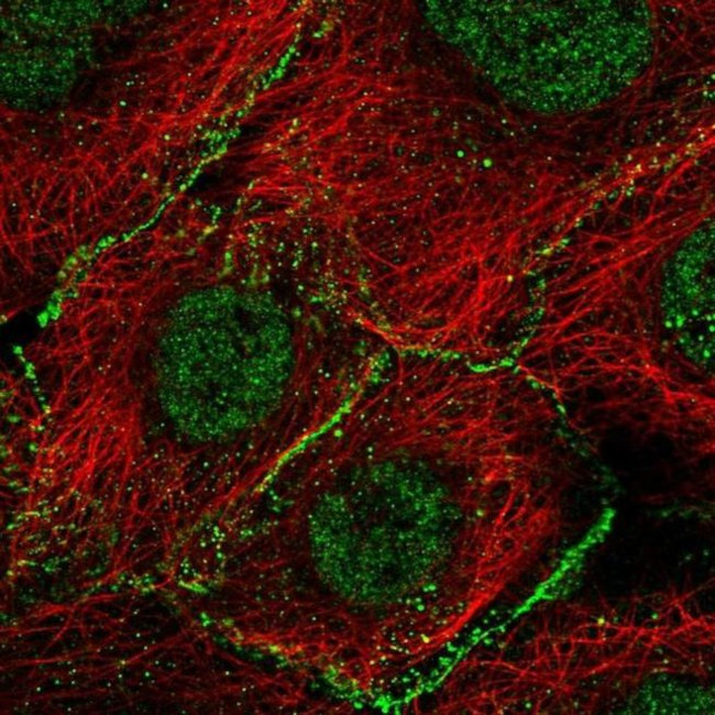 AGO2 Antibody in Immunocytochemistry (ICC/IF)